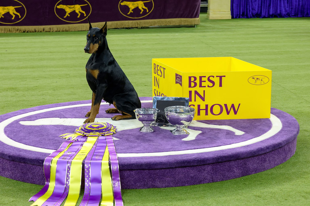 Cover image for Westminster Dog Show 2026 collection